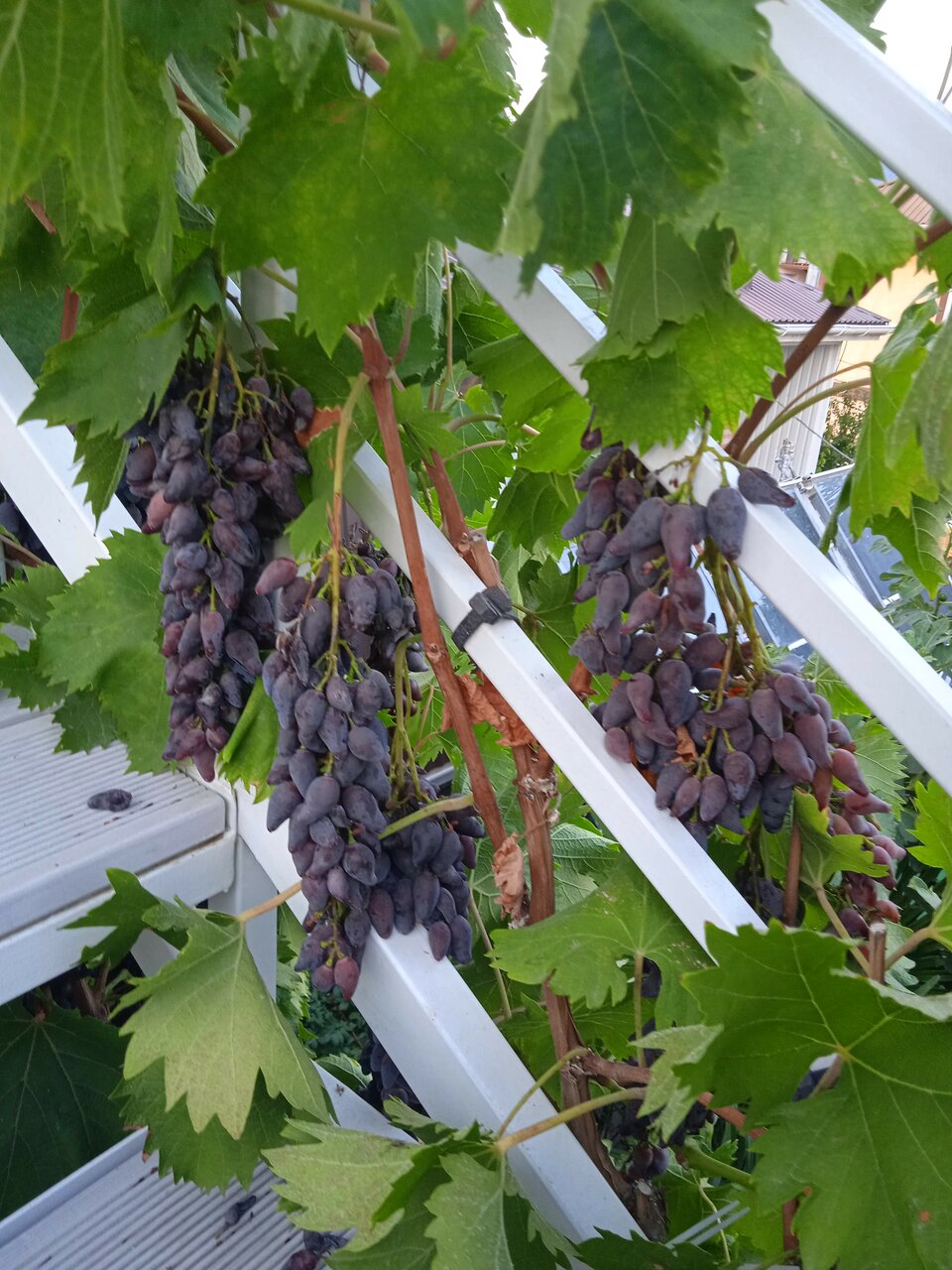 Гостевой дом Гостевой дом Вишневских Судак-118